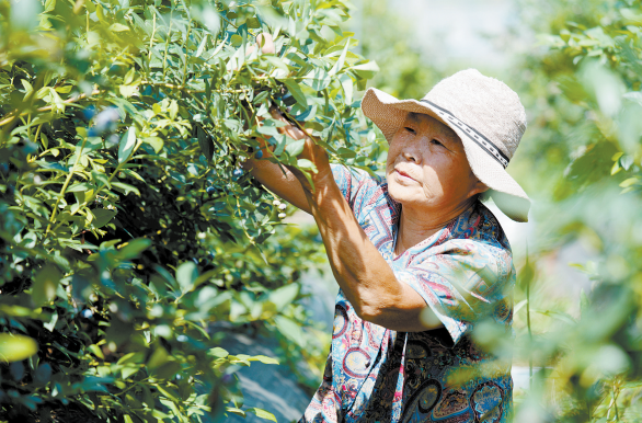 龙井.png 龙井.png