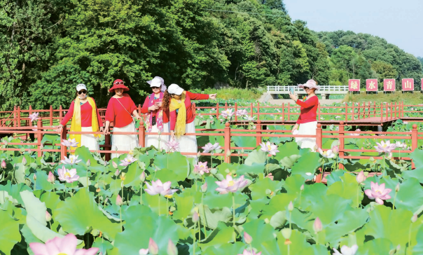 光山县晏河乡詹堂村打造“荷花经济”