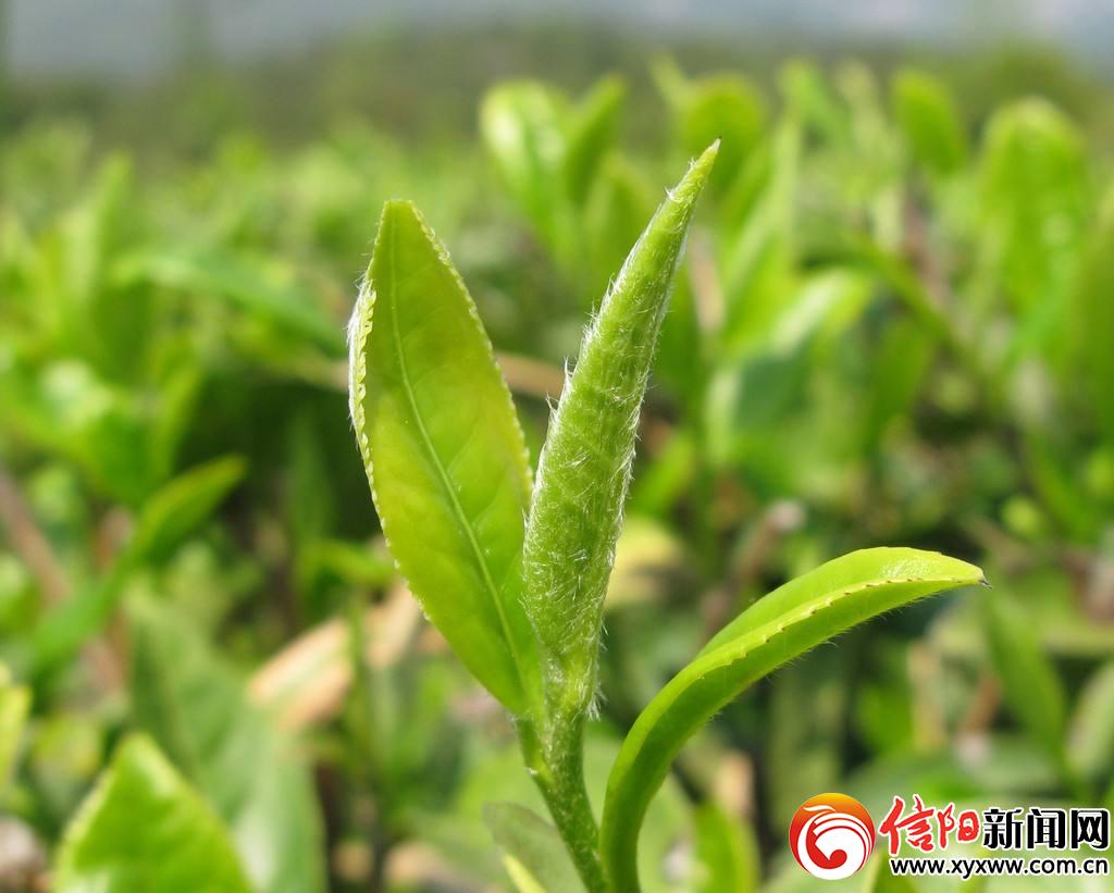 从指尖到舌尖 ——写在第25届信阳茶文化节到来之际(上篇)
