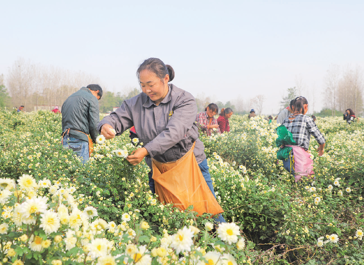 菊花.png