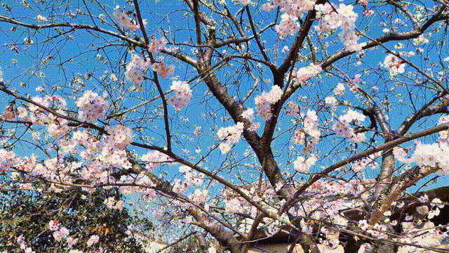 11.gif