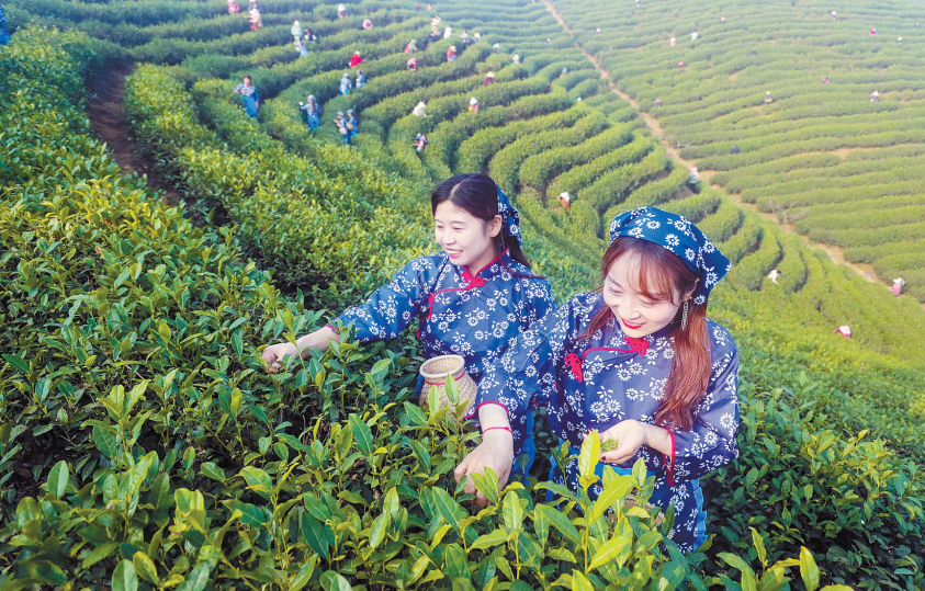 采茶.png
