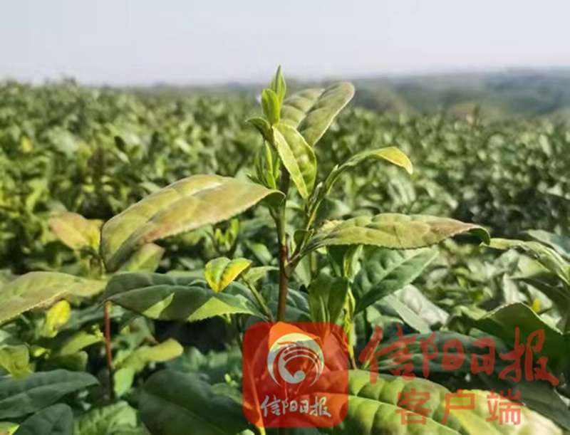 开采3.jpg 开采3.jpg