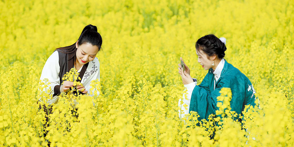 油菜1.jpg 油菜1.jpg