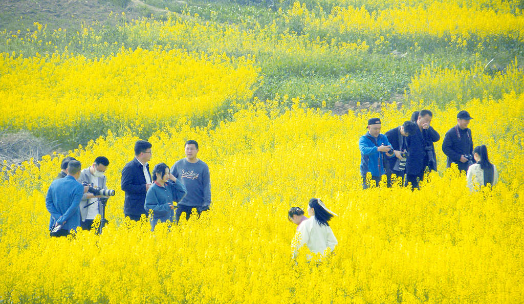 油菜2.jpg 油菜2.jpg