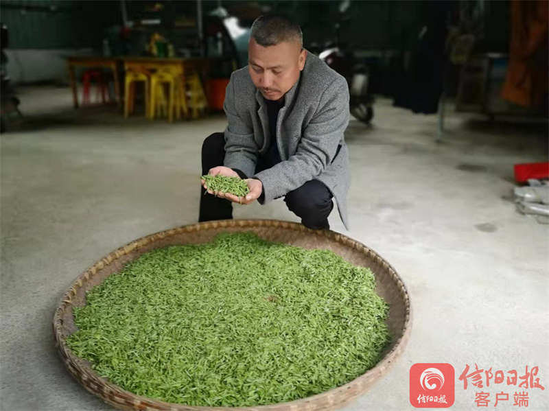 春茶.jpg 春茶.jpg