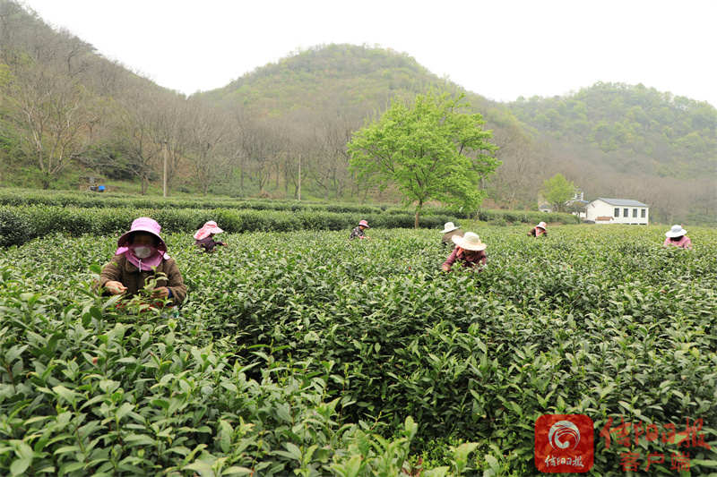 春茶2.jpg 春茶2.jpg