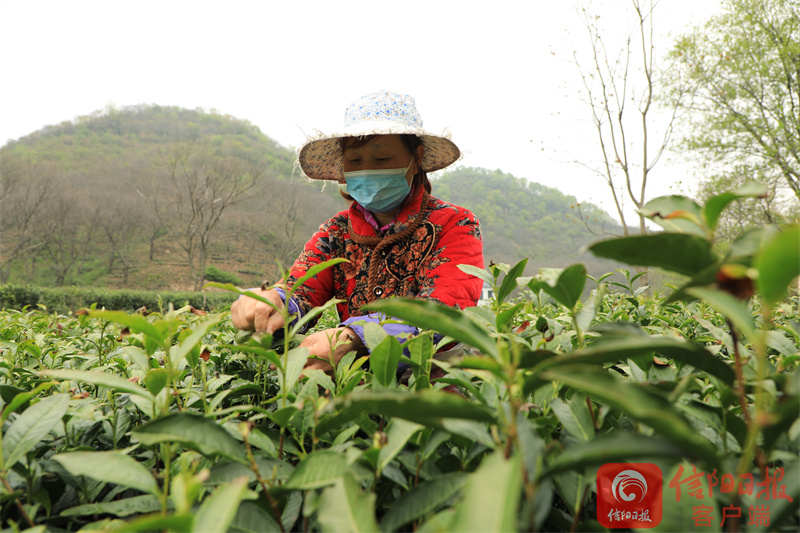 春茶3.jpg 春茶3.jpg