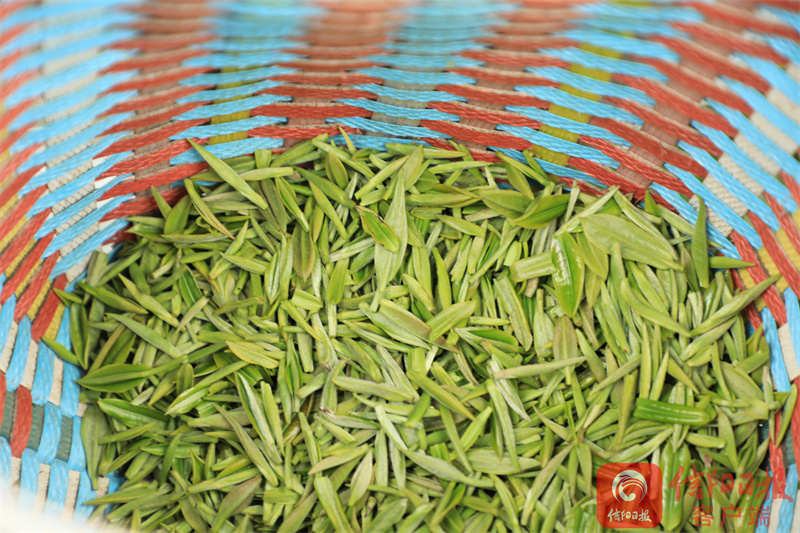 春茶4.jpg 春茶4.jpg