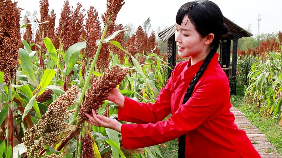 平桥区新集村：千亩高粱垂红穗