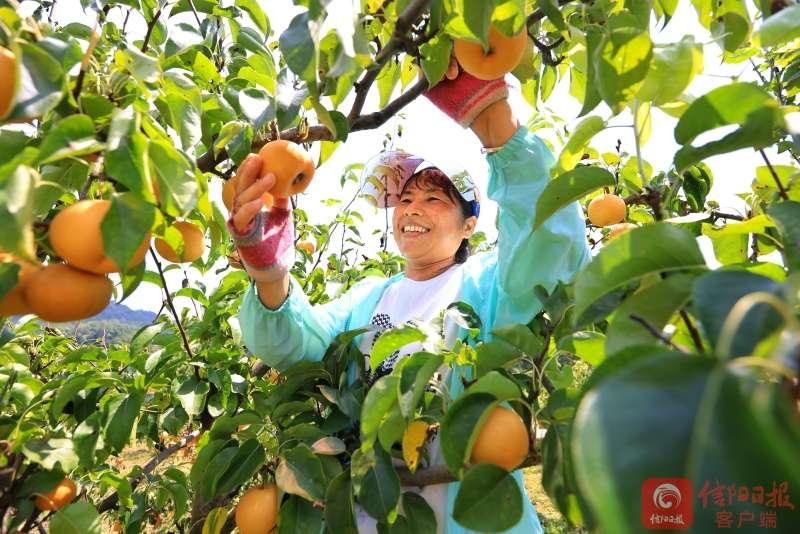 陡山河乡：昔日荒山坡 今日梨满枝