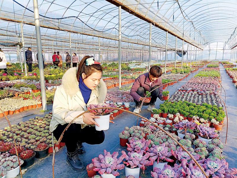 “多肉”变“多金”   大棚开出“振兴花”