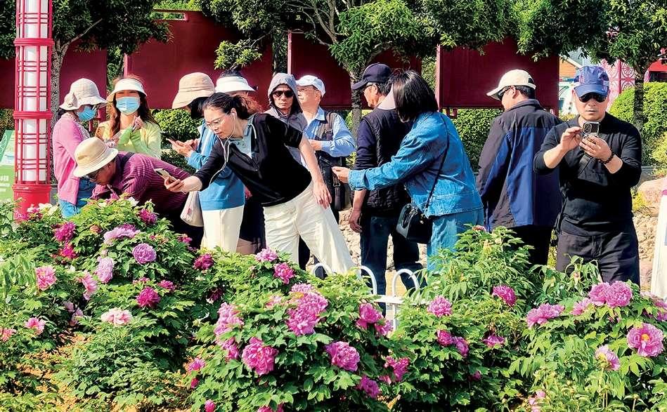 信阳百花园：郁金香谢幕 牡丹接棒盛放