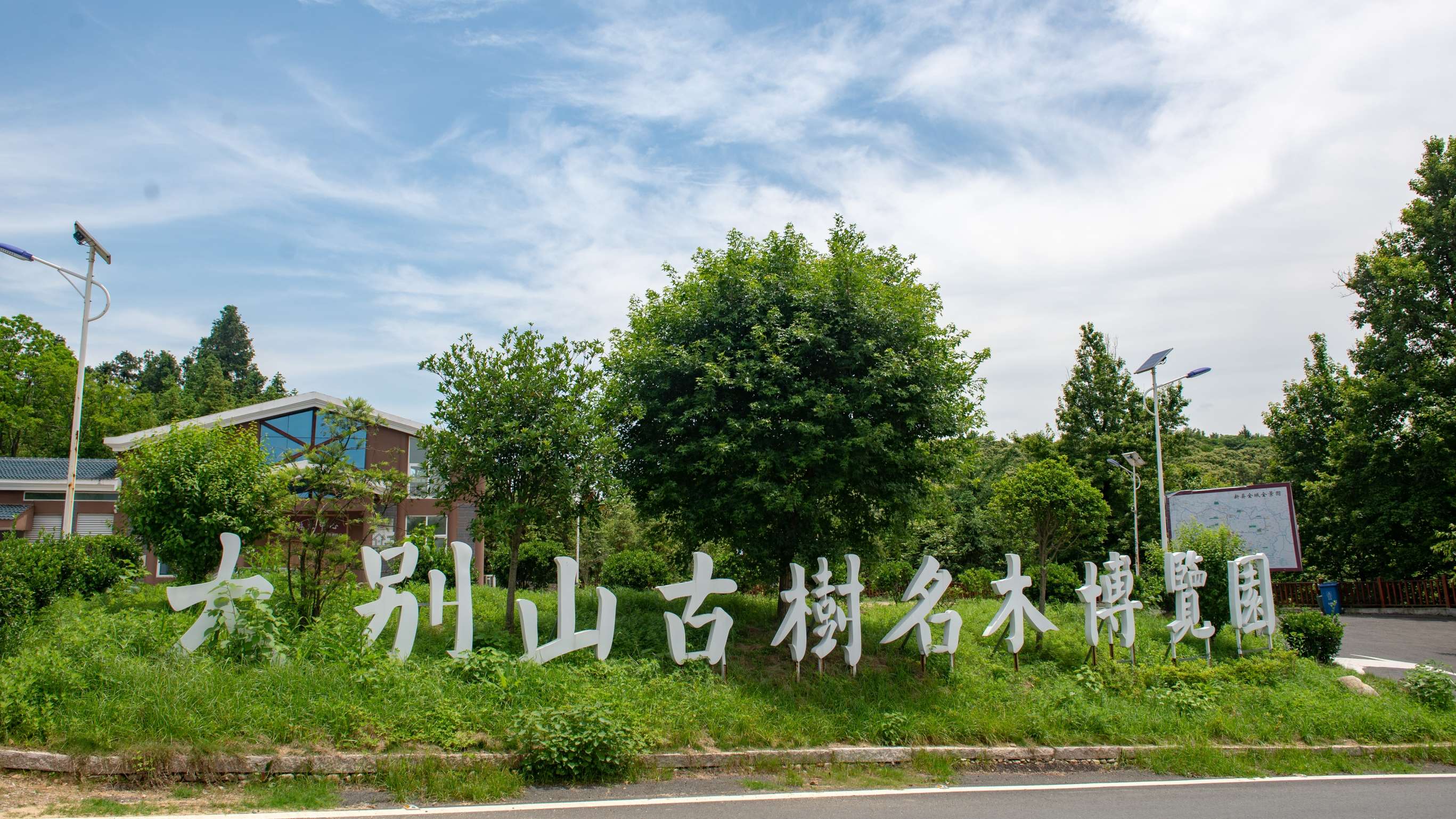 古树1.jpg