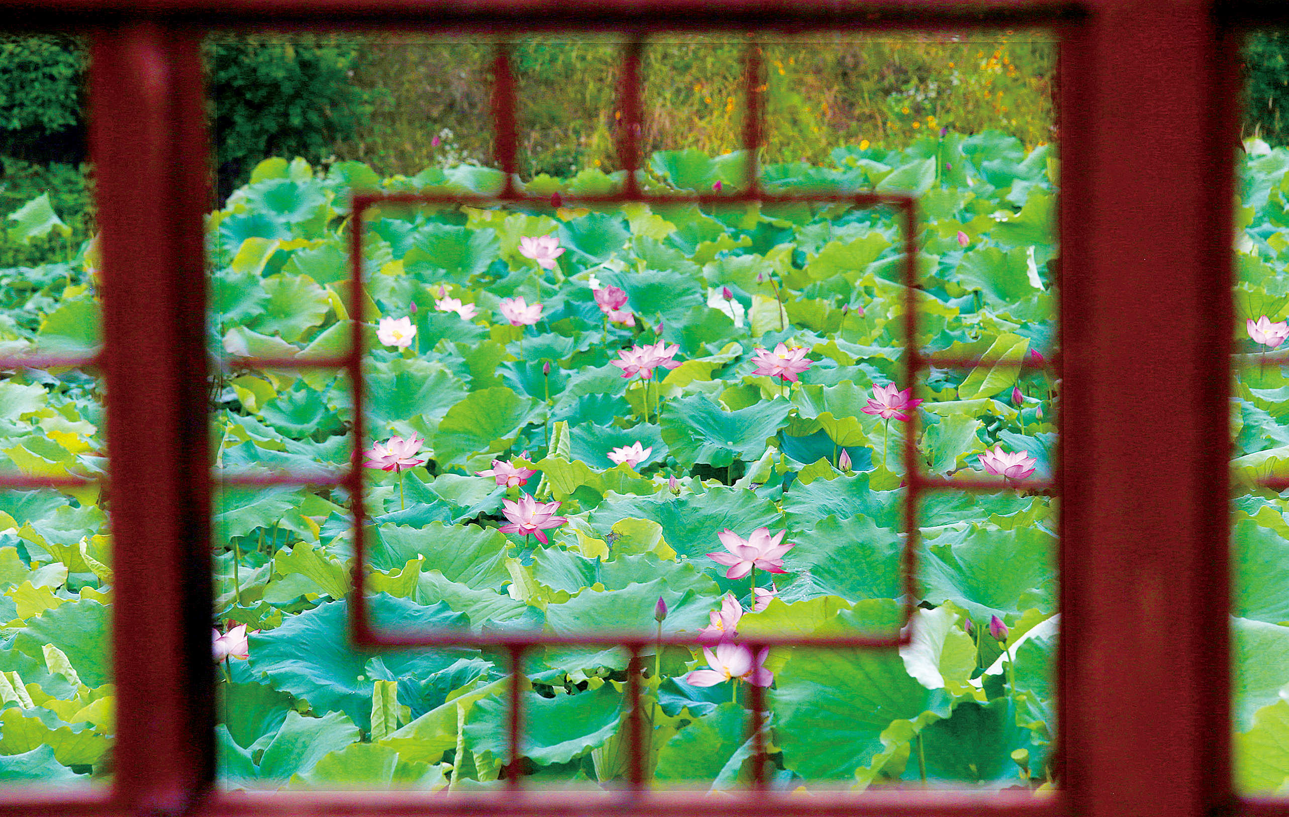 青莲苑.jpg