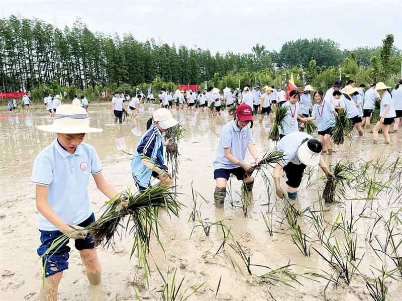 “一粒米”的旅程从插秧开始！息县200余学生稻田里上劳动课