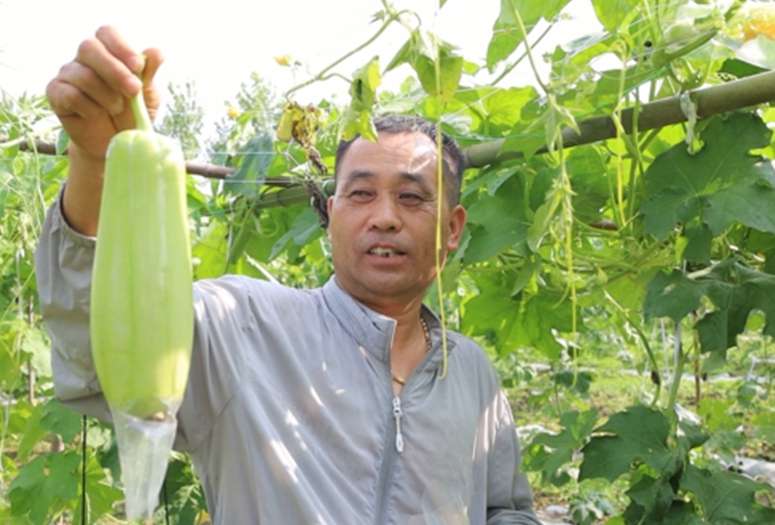丝瓜2.jpg