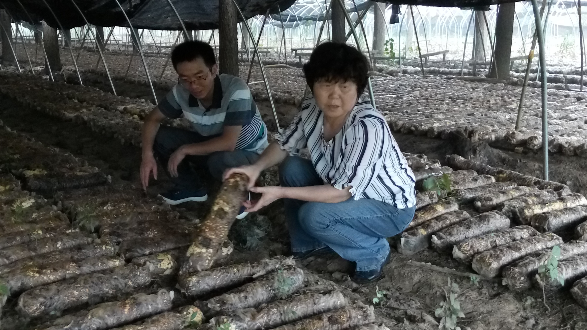 蘑菇5.jpg