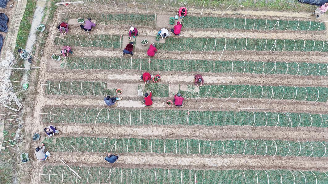 重磅！河南诞生国家级茶树新品种