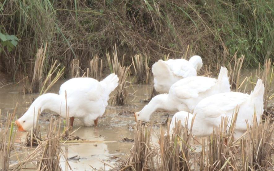 固始县：稻茬养鹅降本增效 “三边一院”再结新果