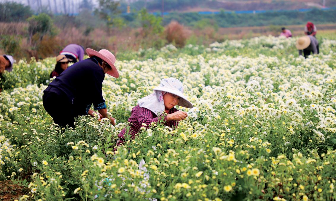 商城县汪桥镇千亩野菊铺就富民路
