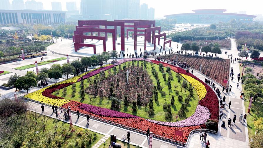 菊花盛开 引客如潮