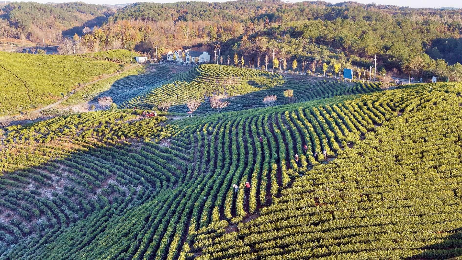 ​光山县：生态茶园绘四季“游”画