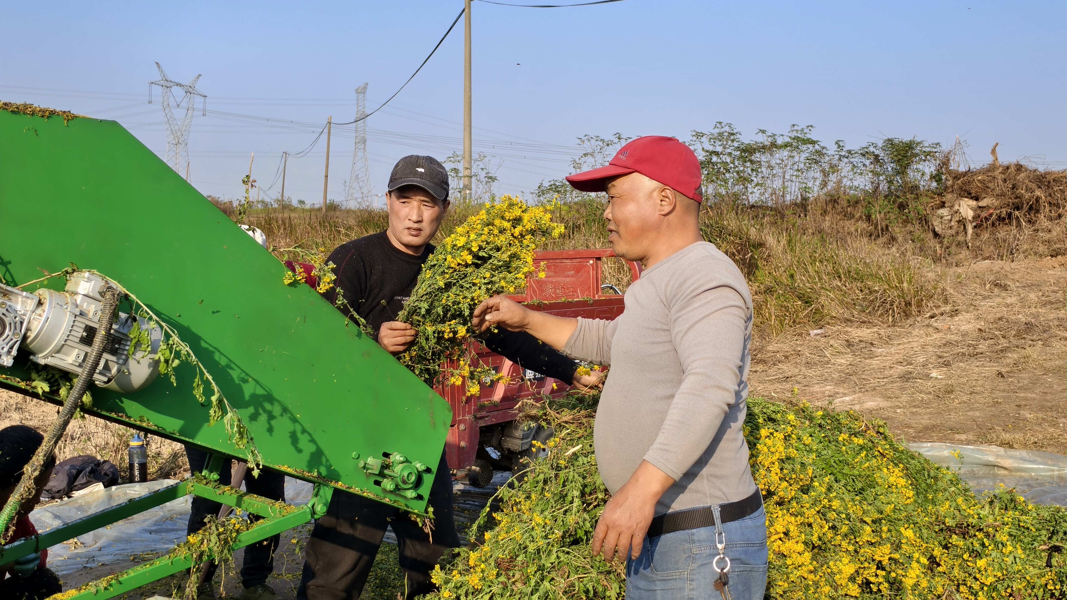 金菊1.jpg 金菊1.jpg