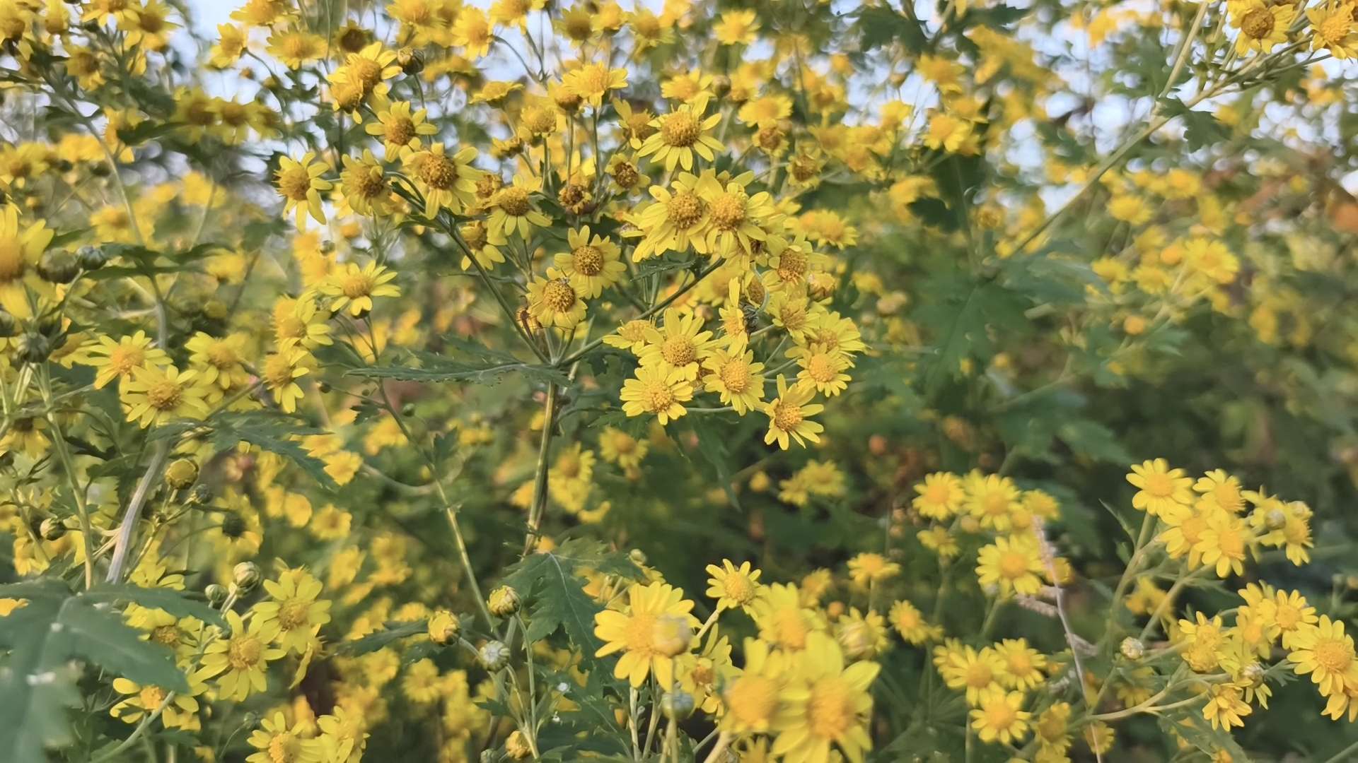 金菊2.jpg 金菊2.jpg