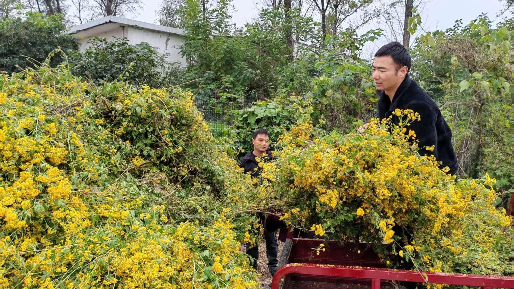 产业赋能促振兴