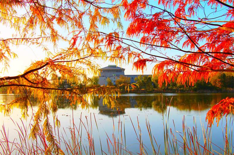 淮滨东湖美 落羽杉红了