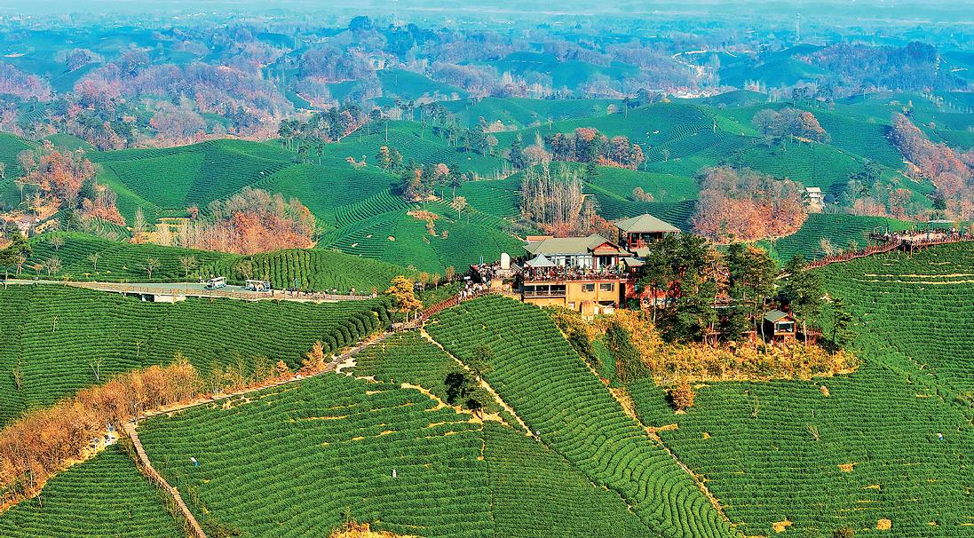 冬日信阳茶山鸟瞰