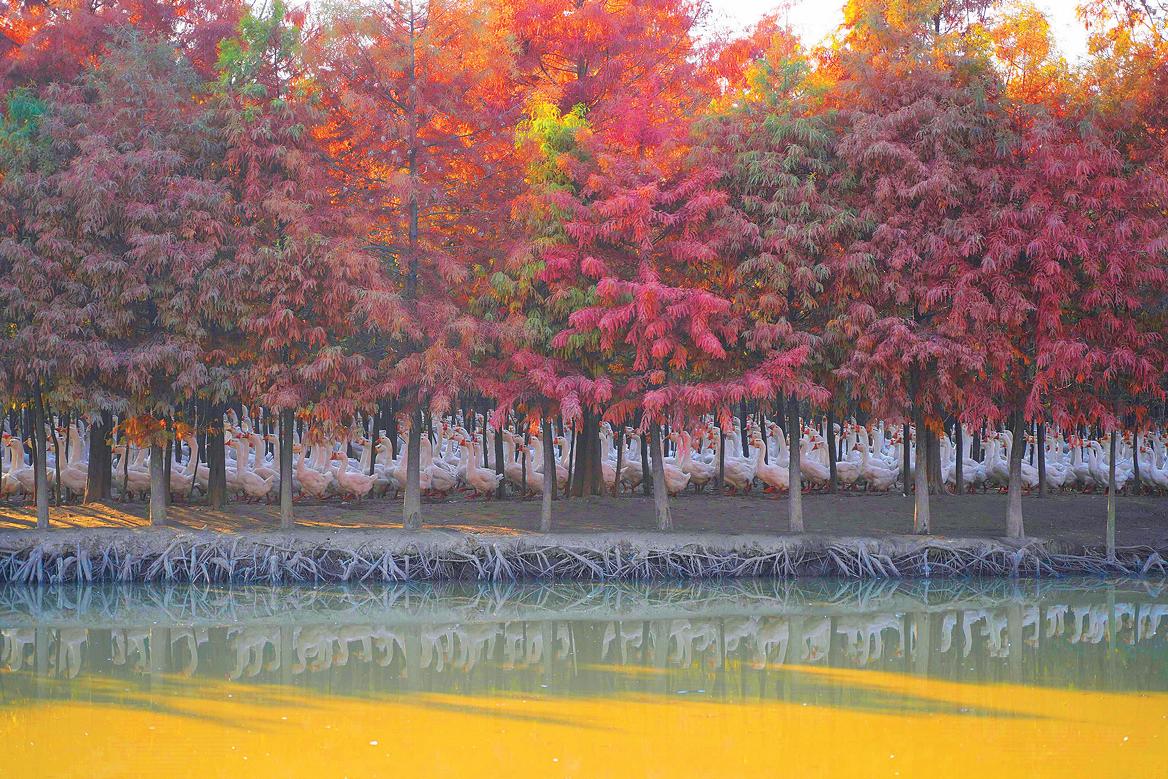 落日杉林 白鹅欢歌