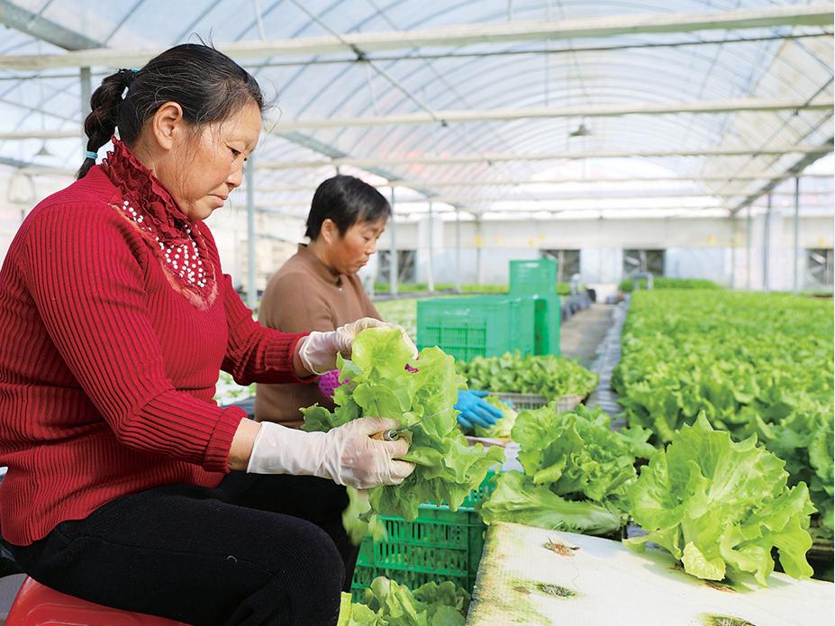 无土栽培 稳稳丰收