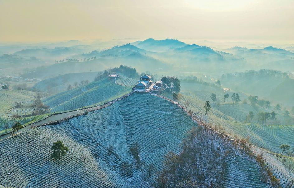 雪落茶山 水墨天成