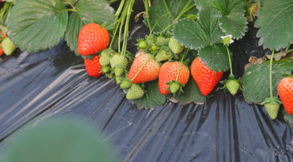 潢川县：辞旧迎新“甜”意浓 冬日“莓”好引客来