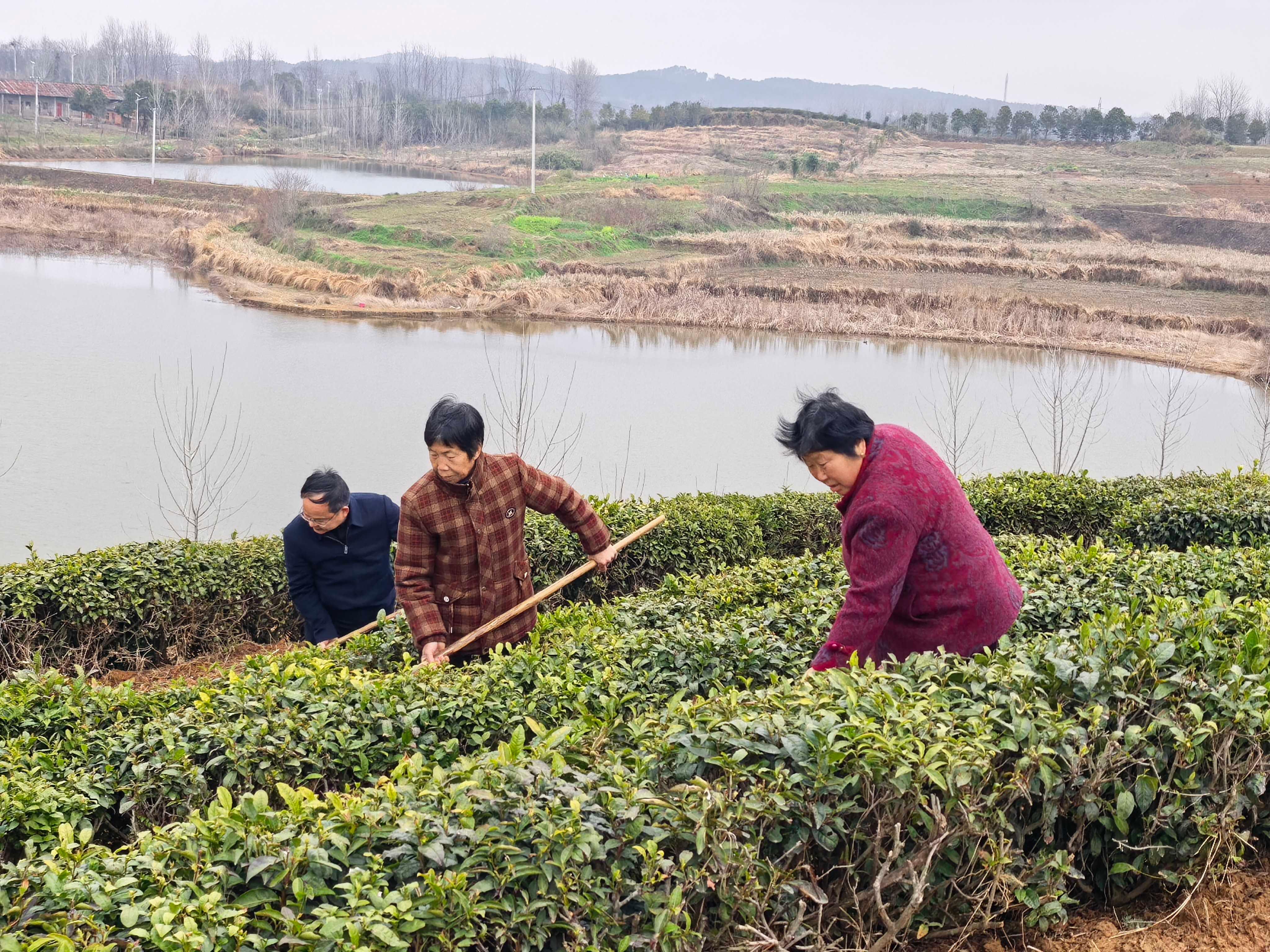 开春不误农时 光山茶园春管忙