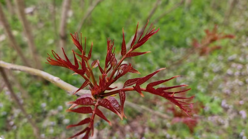 香椿.png 香椿.png