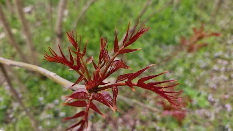 香椿满枝头 助农促增收