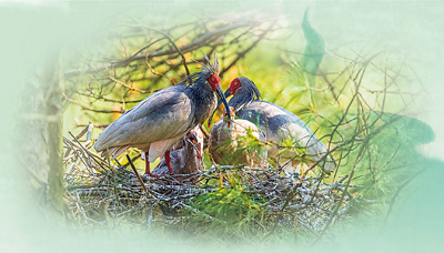 河南董寨国家级自然保护区二十年接力保护 青山绿水间 朱鹮蹁跹舞