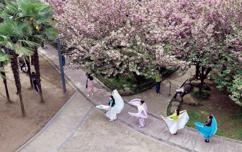 春花烂漫舞翩跹