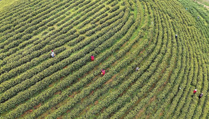 “一两黄金一两茶”！光山千亩黄金茶开采，带动千余人增收