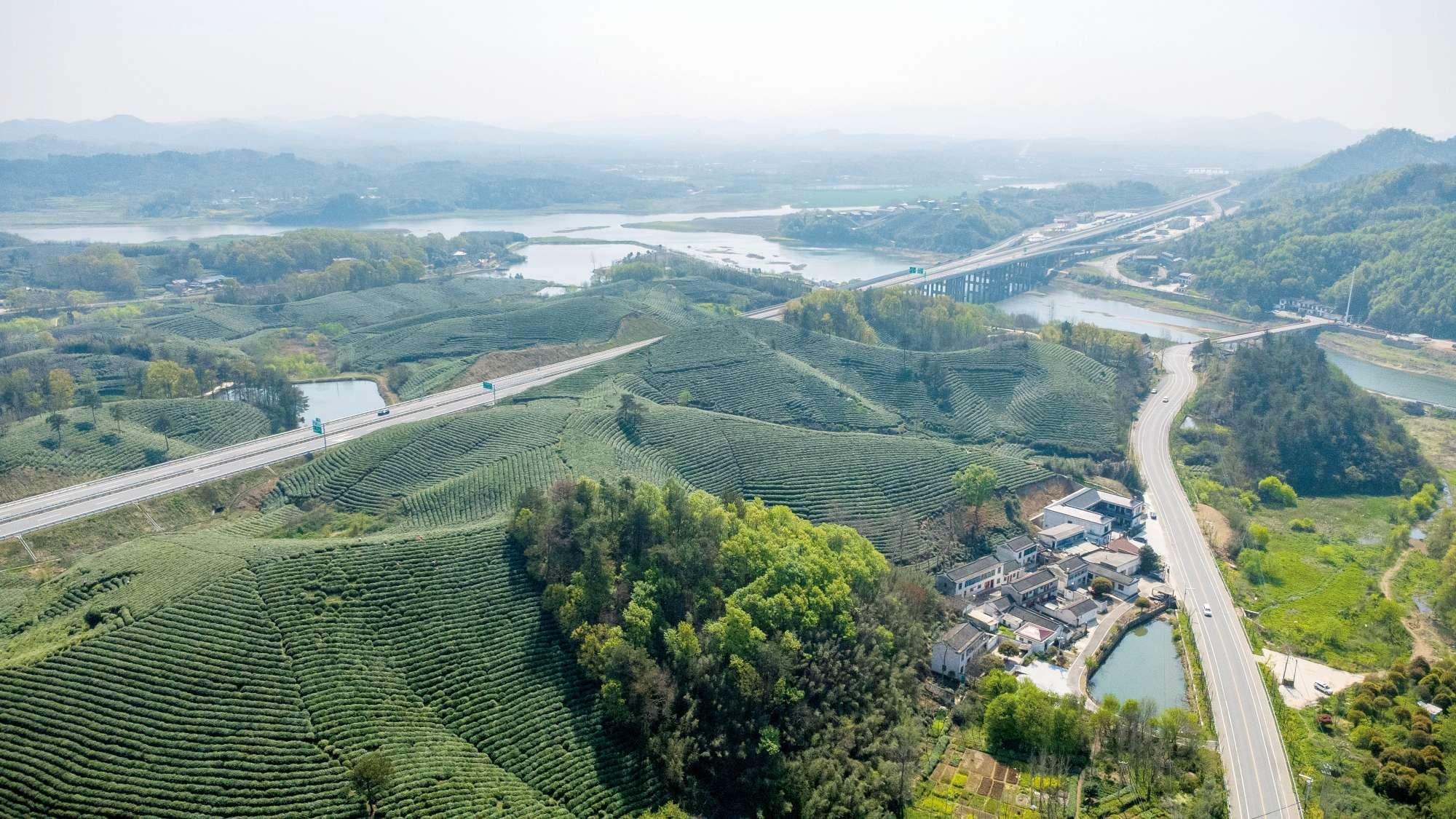 一路茶香上高速！沿大别山高速带火茶乡游，助力乡村振兴