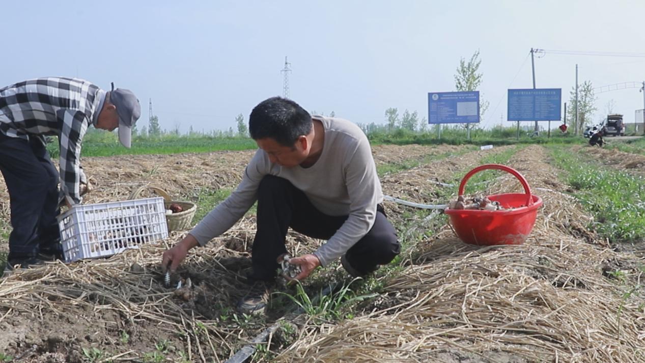 潢川县:菌菇飘香 采收正忙