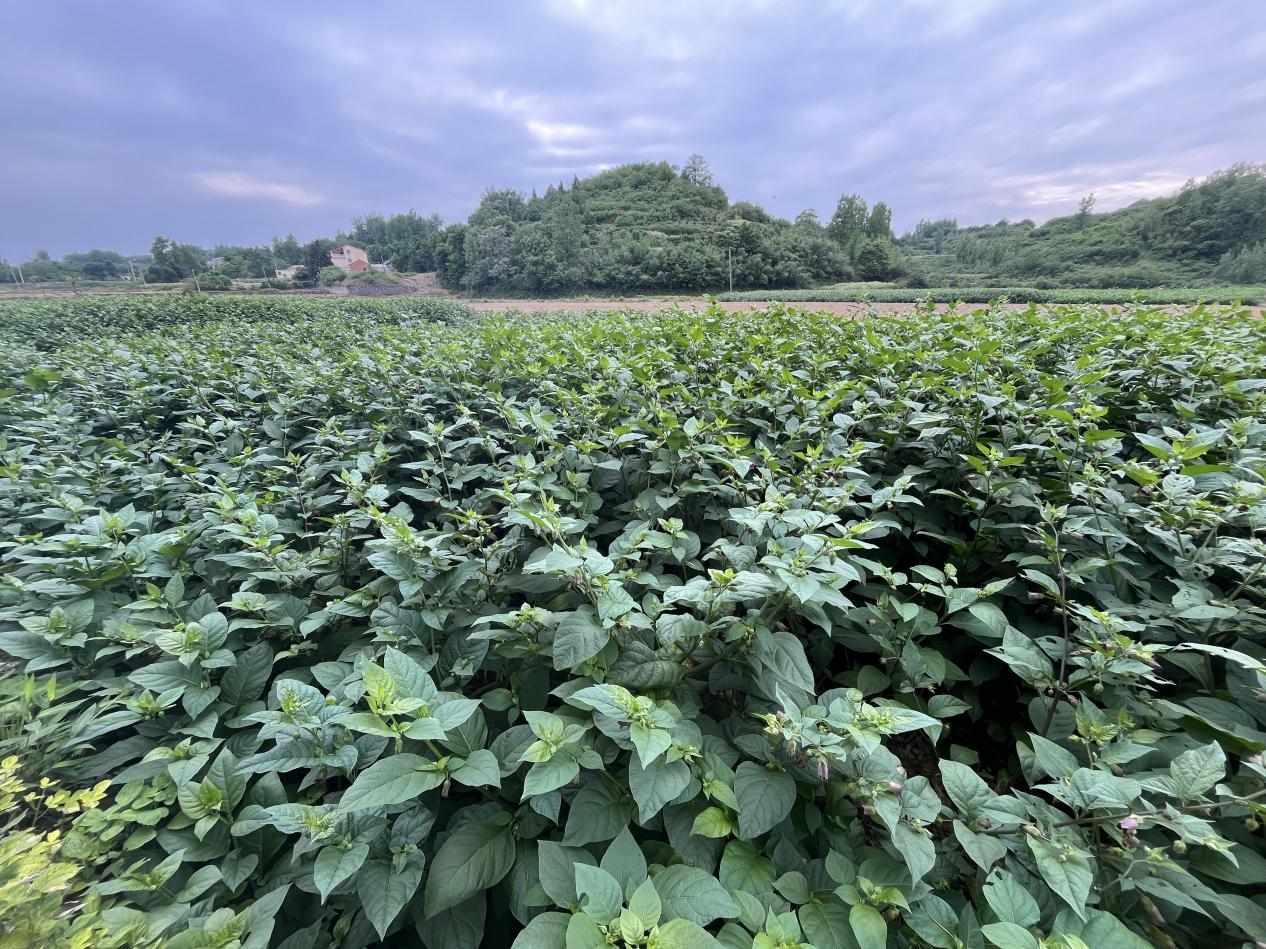 热火朝天抢农时