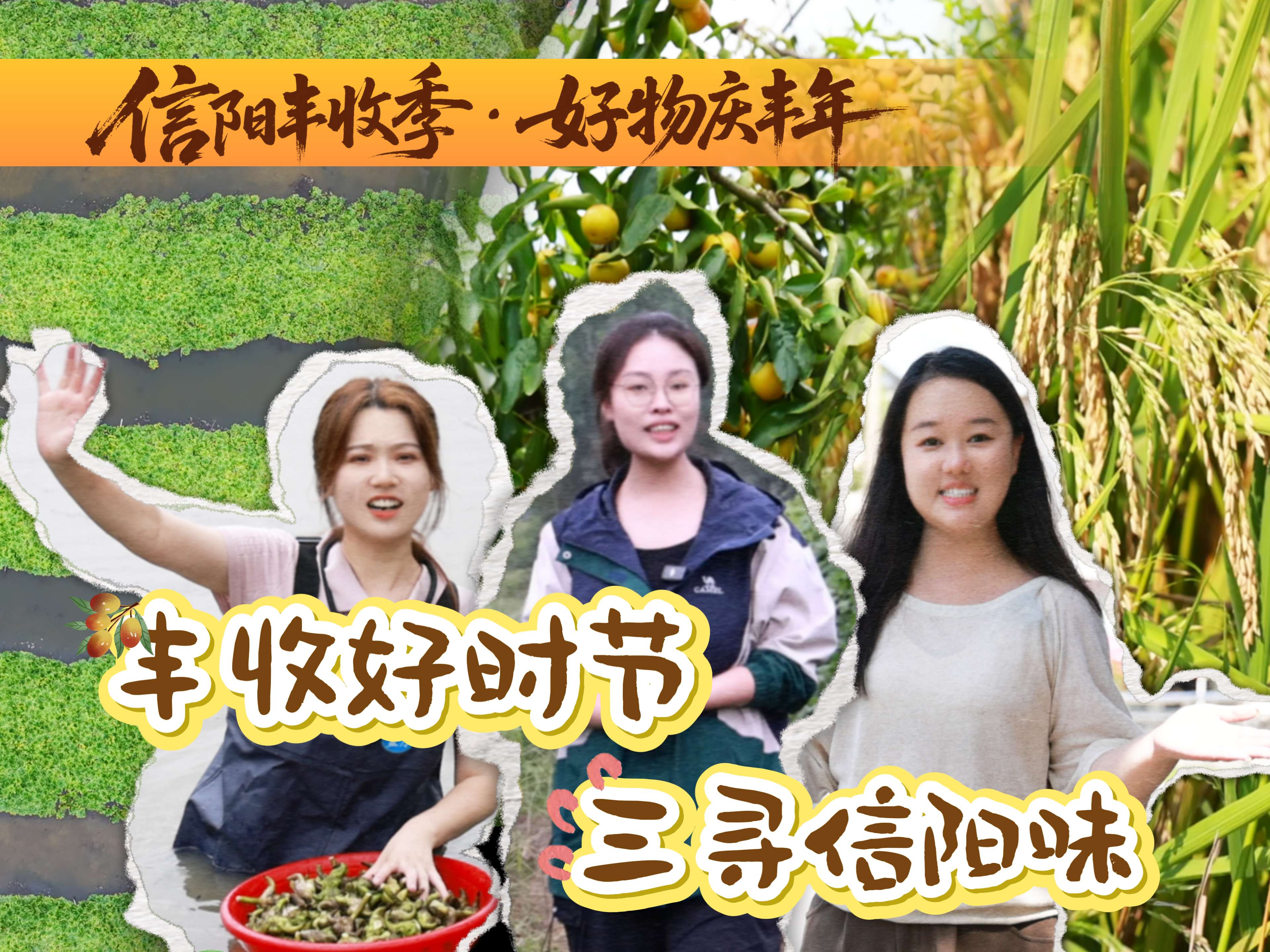 丰年.jpg 丰年.jpg